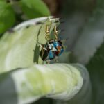 The Alchemist’s Bloom – The Art of Unfolding